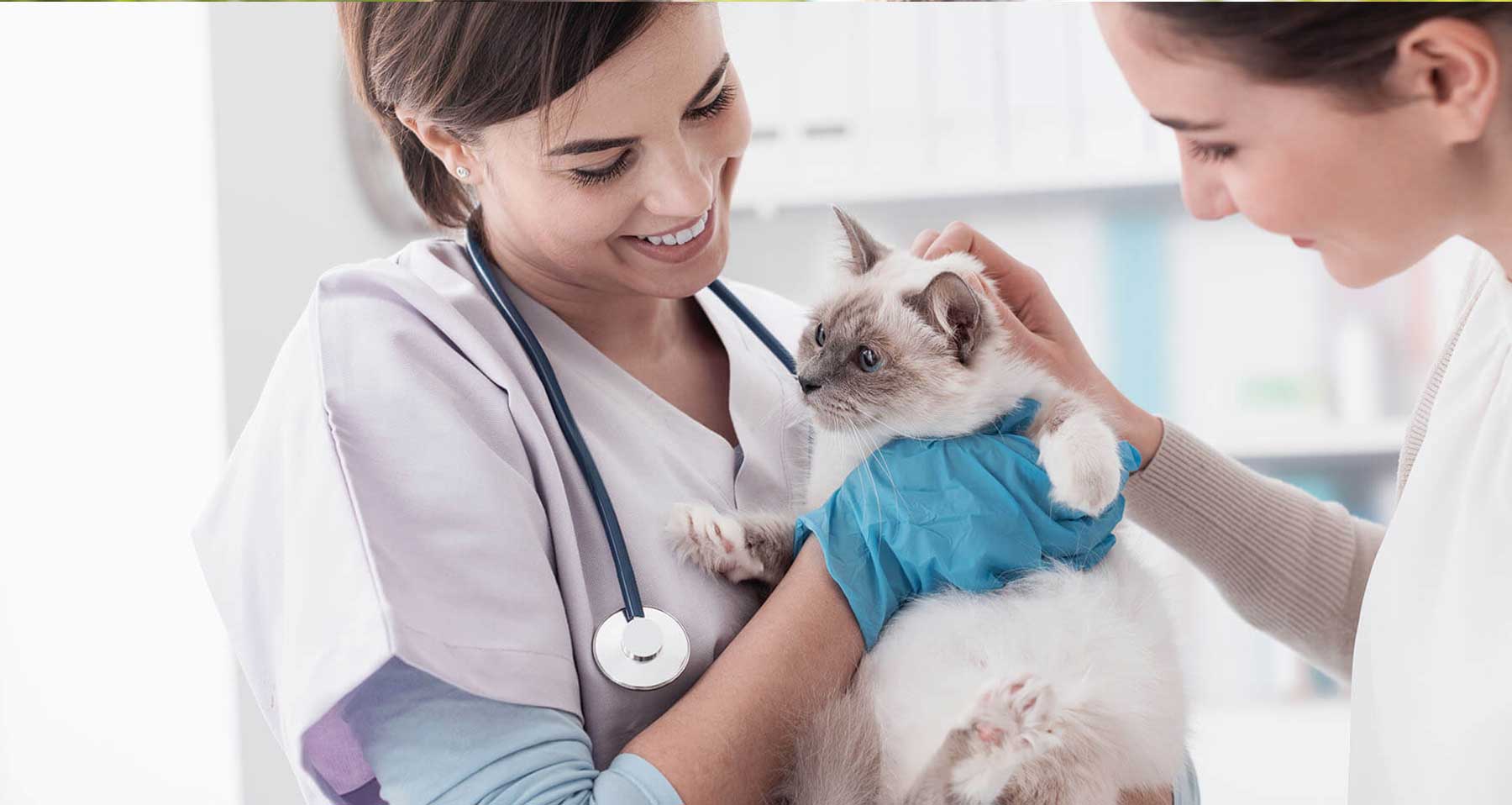 Laboratório Veterinário em São Roque